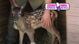 Młoda łania dostała drugą szansę. Wszystko dzięki szybkiej reakcji