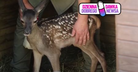Młoda łania dostała drugą szansę. Wszystko dzięki szybkiej reakcji