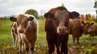 Białoruś tuszuje epidemię. Dlaczego tysiące krów padają, a ludzie chorują?