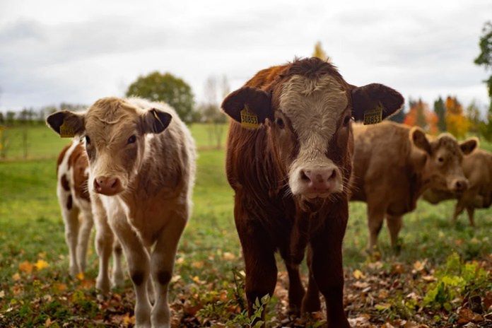 Białoruś tuszuje epidemię. Dlaczego tysiące krów padają, a ludzie chorują?