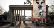 Kontrowersje wokół imienia we wrocławskim zoo. Obraza uczuć religijnych?