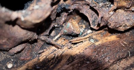 Zbiorowy grobowiec sprzed 2500 lat. Niezwykłe odkrycie archeologów w Rosji