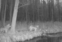 Wataha wilków przeprawiała się przez rzekę. Uchwyciła je fotopułapka