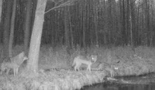 Wataha wilków przeprawiała się przez rzekę. Uchwyciła je fotopułapka