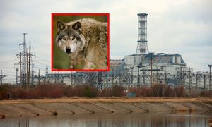 Zbadali wilki z Czarnobyla. Dowiedzieli się czegoś interesującego