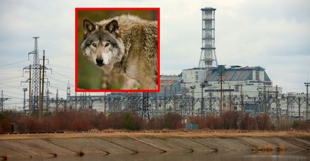 Zbadali wilki z Czarnobyla. Dowiedzieli się czegoś interesującego