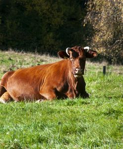 Tragiczny wypadek w gospodarstwie. Byk staranował mężczyznę