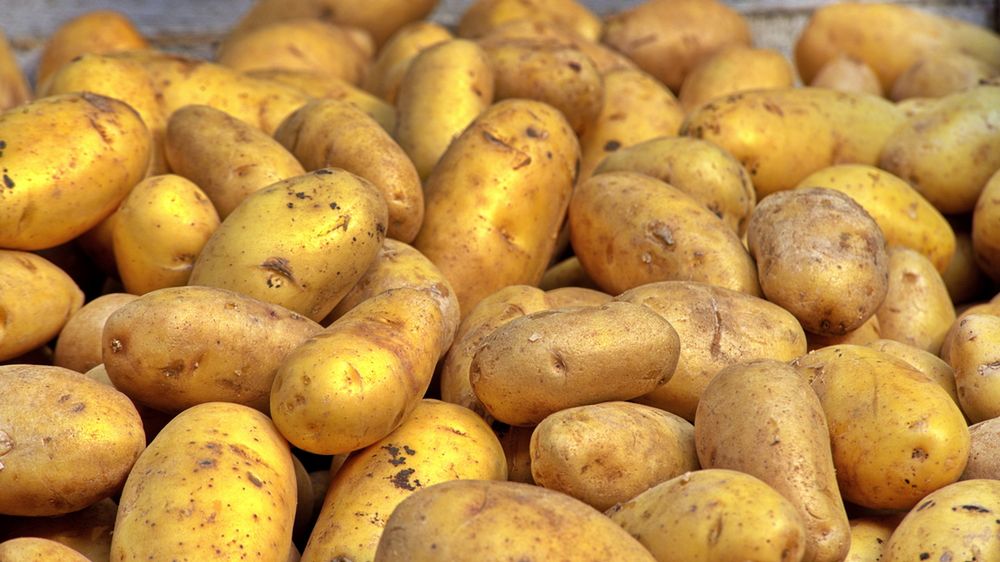 Solanina - trująca substancja w ziemniakach