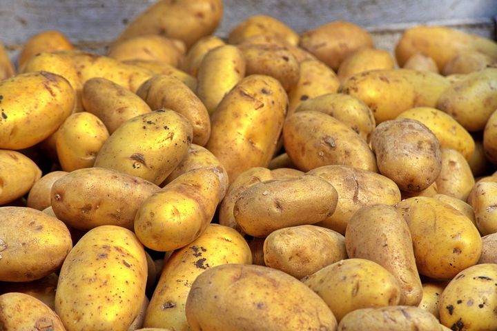 Solanina - trująca substancja w ziemniakach