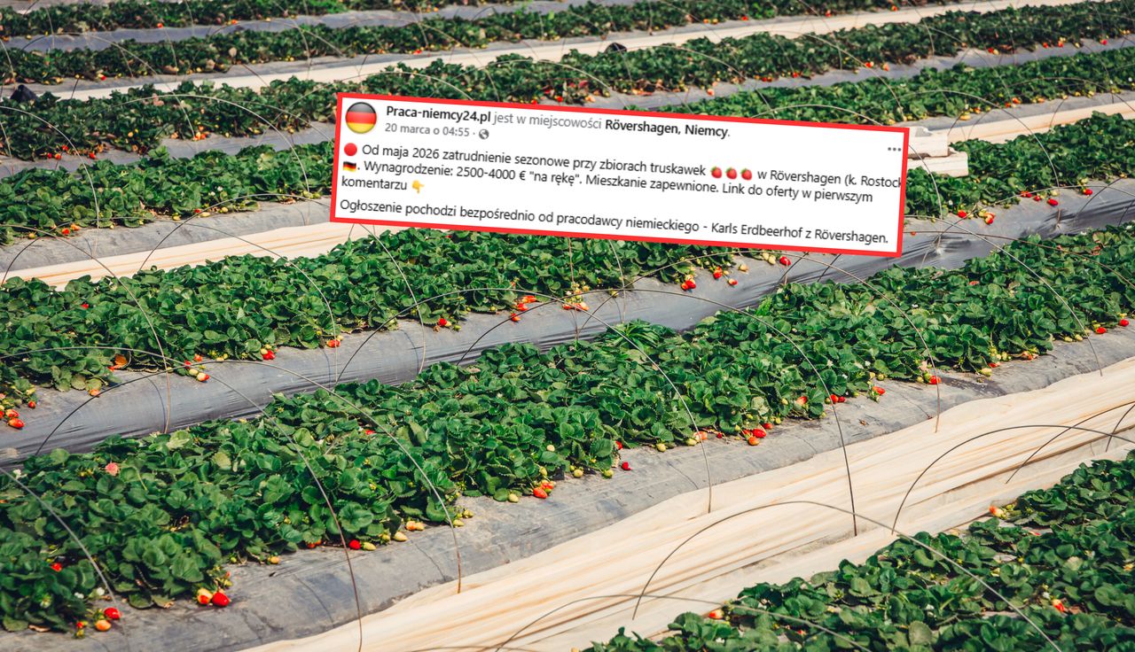 Niemcy ogłosili zarobki. Natychmiastowe reakcje Polaków