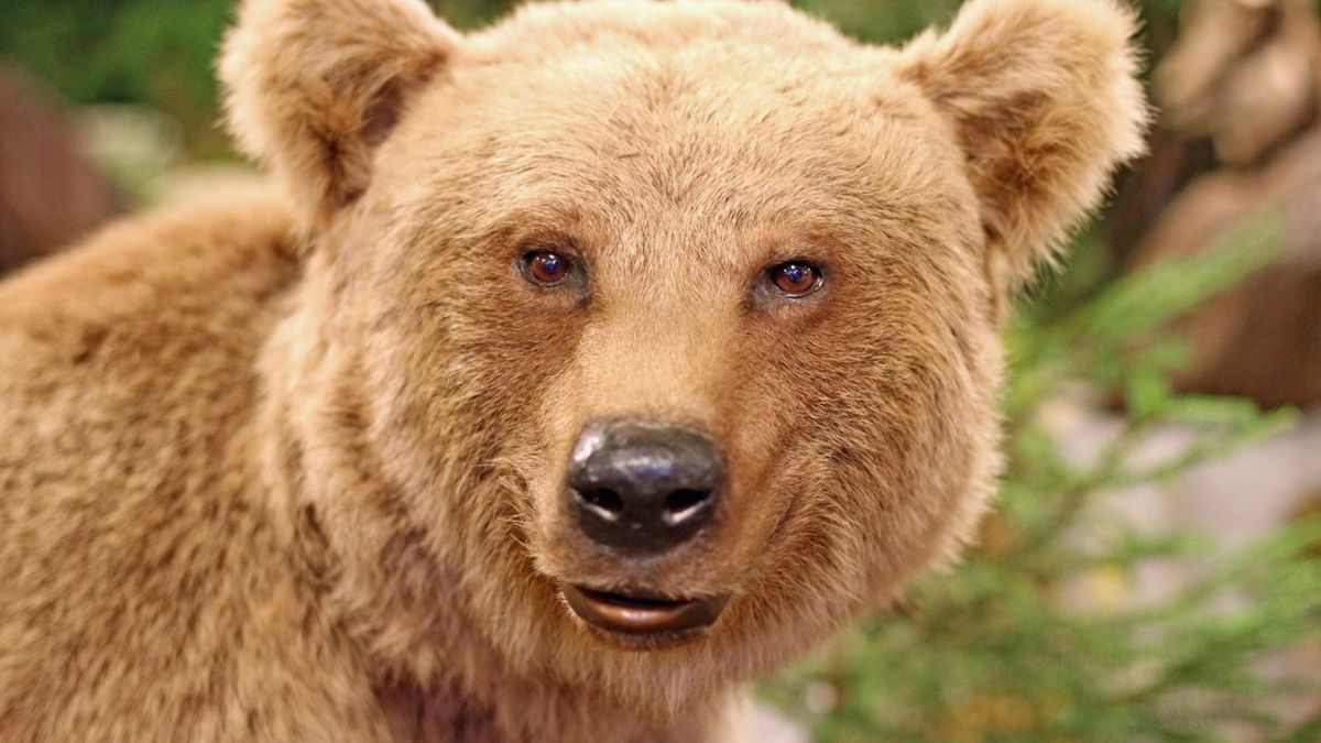 Włoskie niedźwiedzie łagodnieją — zaskakujące wyniki badań