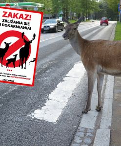 Zakopane apeluje do mieszkańców. "Mogą stanowić zagrożenie"
