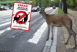 Zakopane apeluje do mieszkańców. "Mogą stanowić zagrożenie"