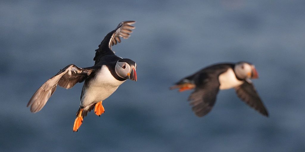 Orkany pustoszą wybrzeże. Tysiące martwych maskonurów