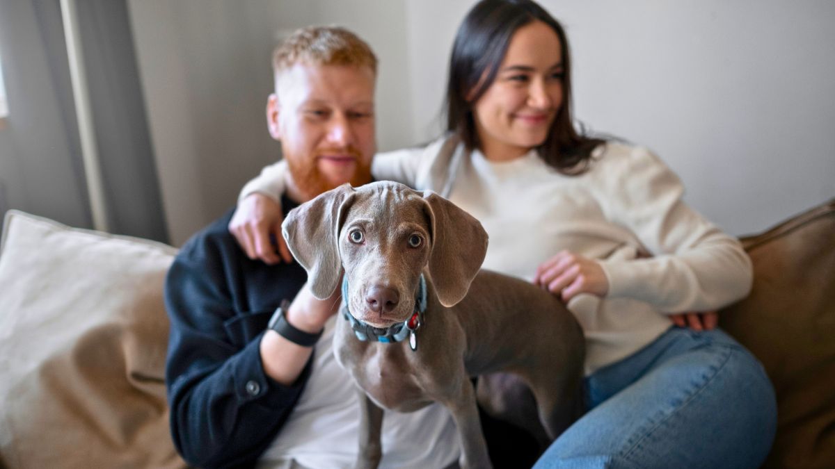 Mało kto wie, co z psem po rozstaniu 