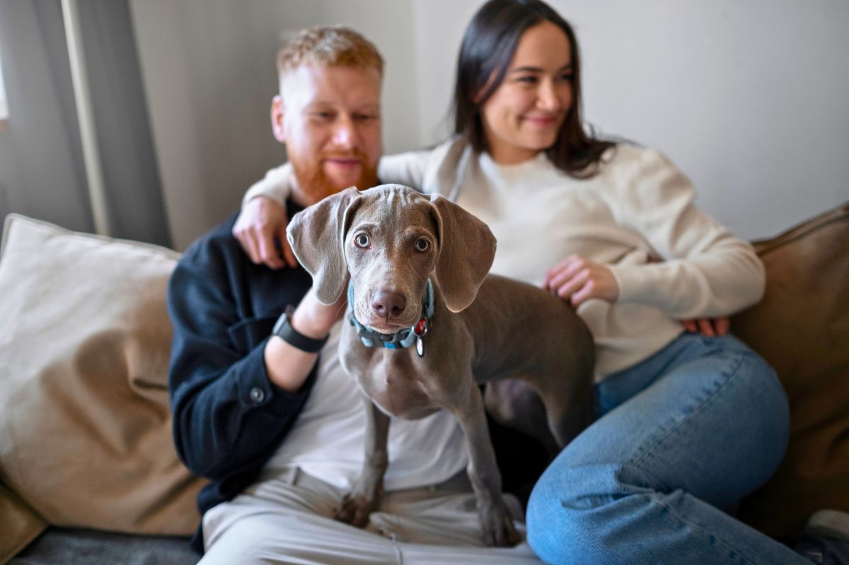 Few people know what to do with a dog after a breakup.