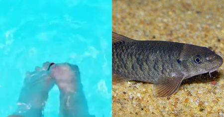 Straciła wszystkie palce u stopy. Skorzystała z "fish pedicure"
