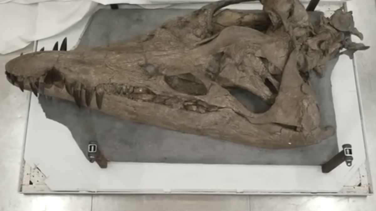 Pliozaur był największym morskim drapieżnikiem 