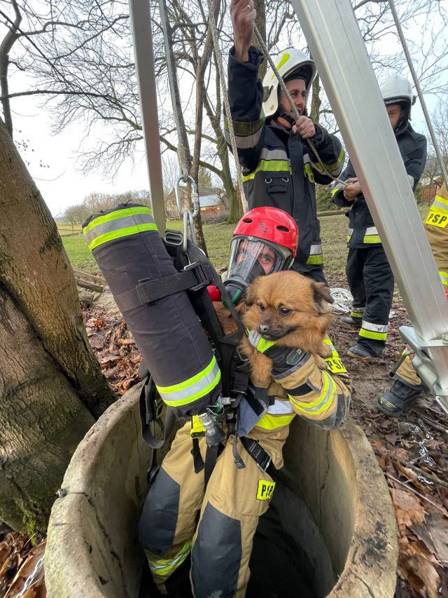 Pies uratowany przez strażaków