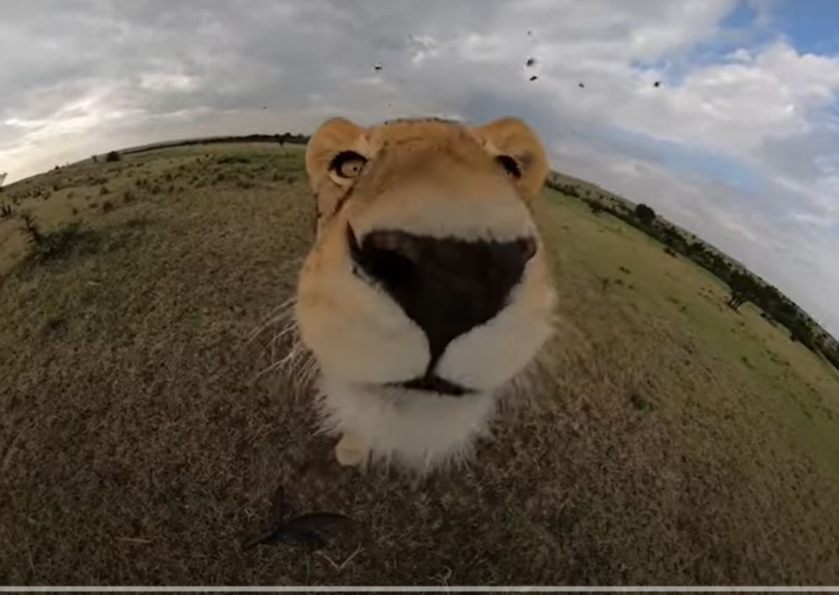 Niesamowite ujęcie z nagrania lwicy