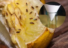 Muszka owocówka - skąd się bierze w domach? Jak się jej pozbyć?