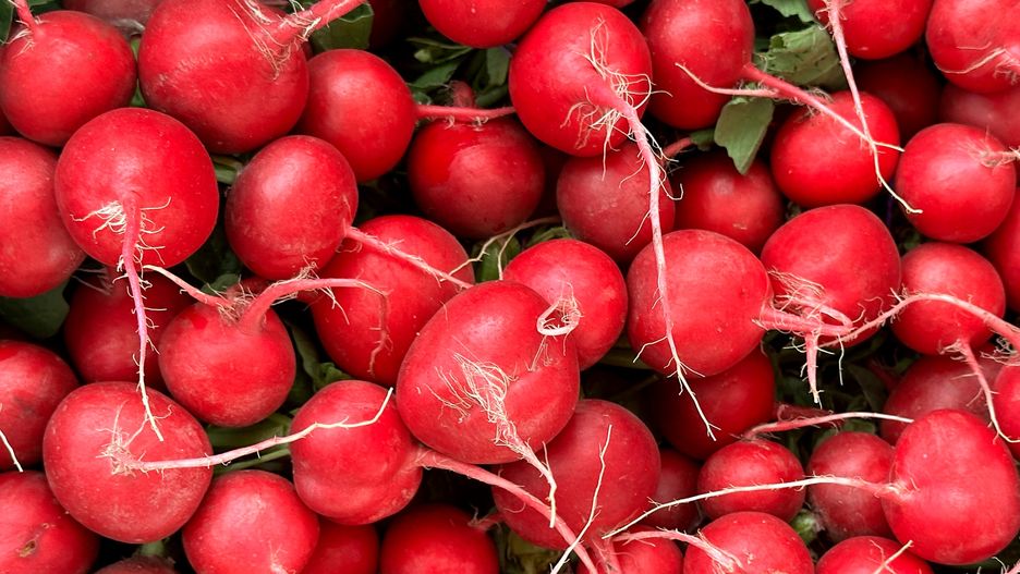 Rzodkiewka – mała, ostra i pełna korzyści zdrowotnych