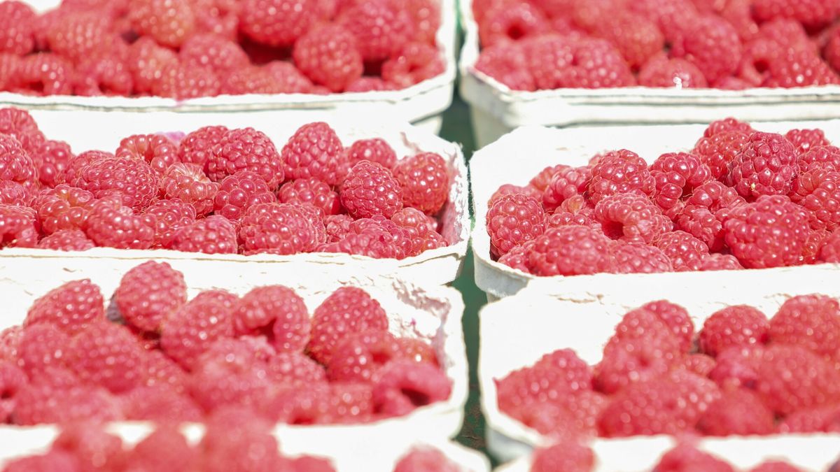 Maliny "niewiadomego pochodzenia" na polskich targach"