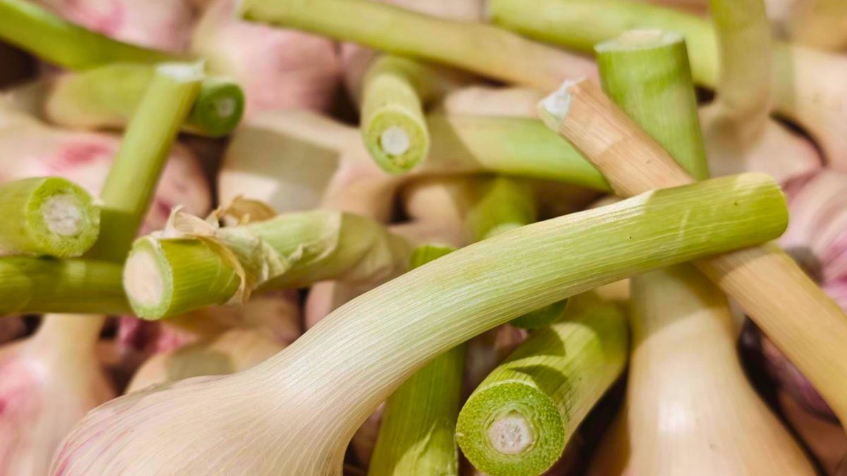 Młody czosnek pojawił się w supermarketach