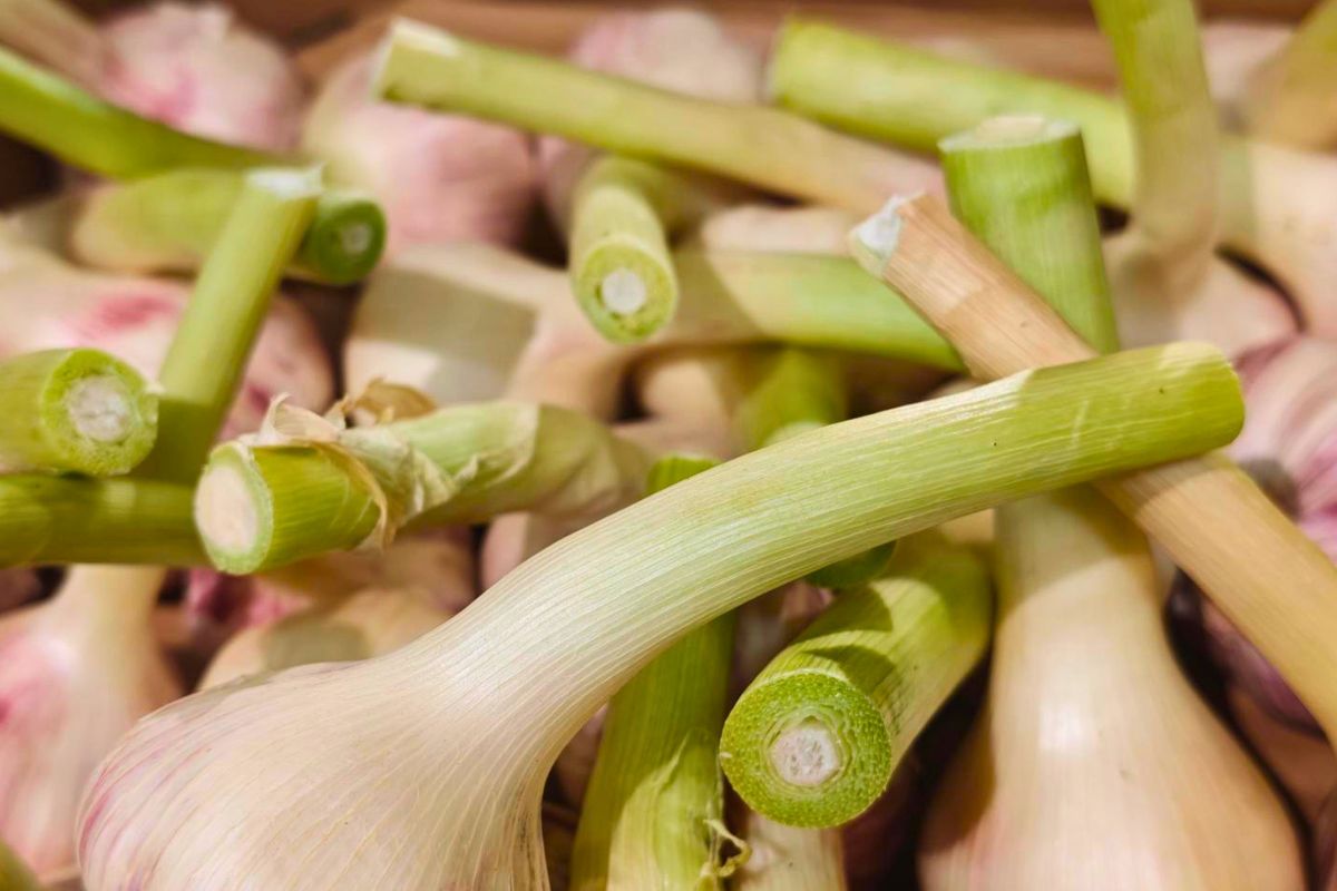 Młody czosnek pojawił się w supermarketach