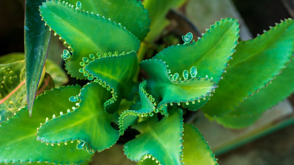 Jakie właściwości ma żyworódka?