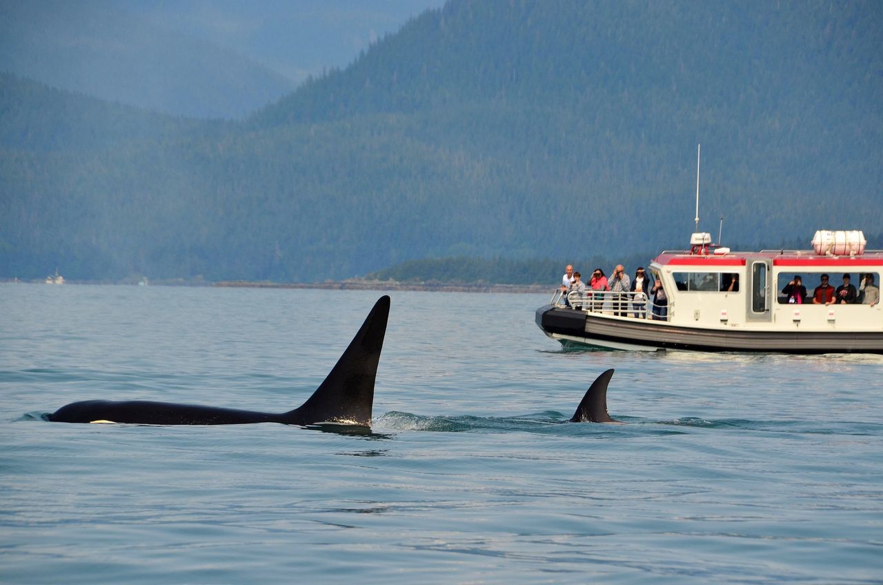 Unprecedented orca attacks in Gibraltar: Scientists probe the cause