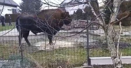 Wbiło ją w ziemię. Naprzeciwko niej stał ważący 700 kg żubr