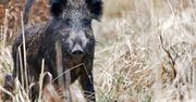 Widzisz martwego dzika? Natychmiast chwyć za telefon