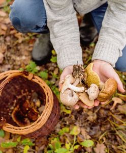 Pracuje w skupie. Przyznał, ile Polacy zarabiają na grzybach