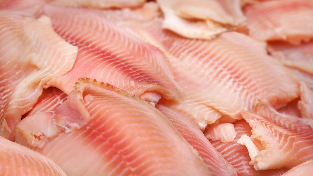 Świeże filety tilapii 