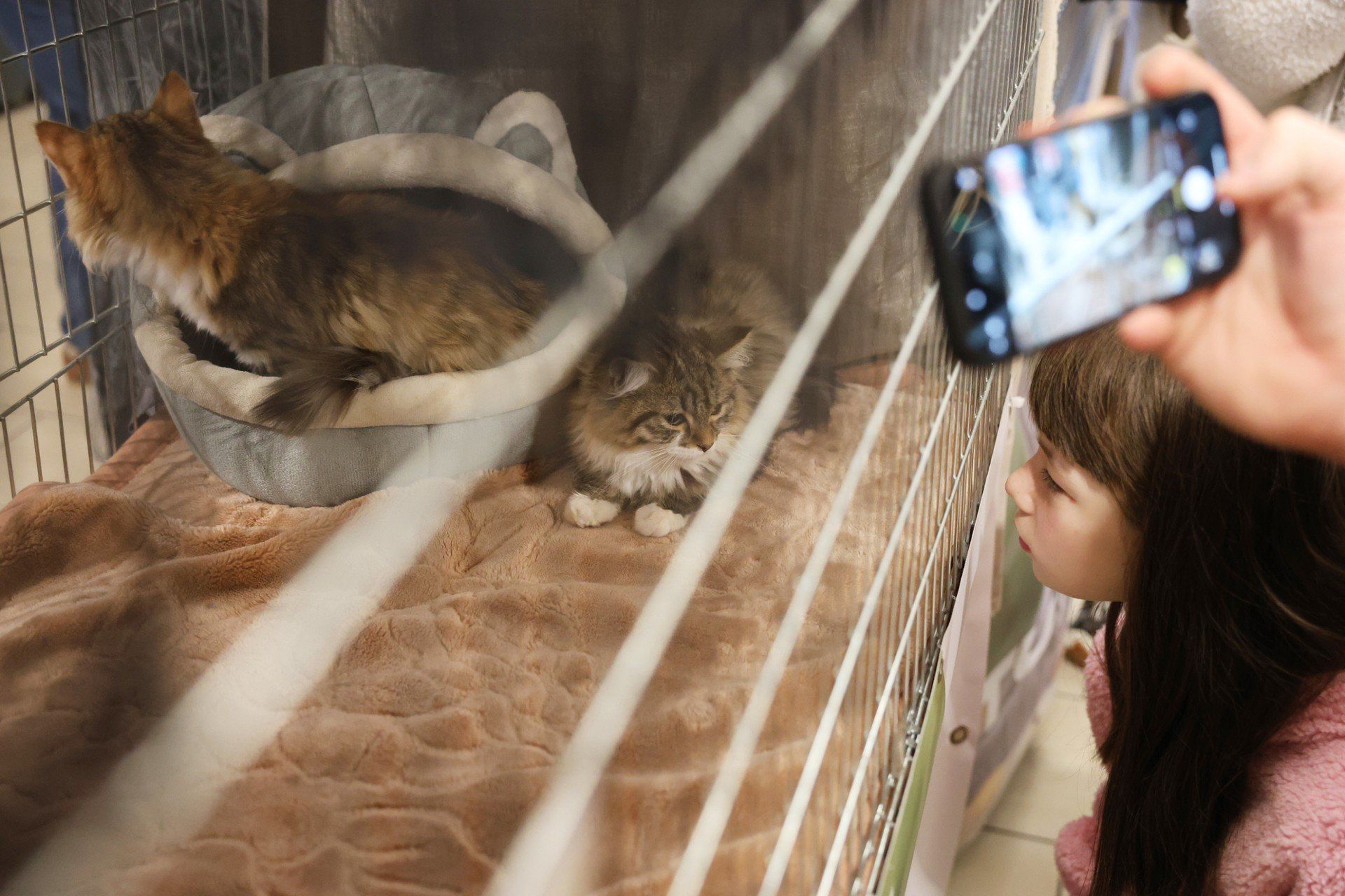 Pokaz kotów w M1 Czeladź