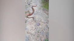Stonoga kontra wąż. Niewiarygodne nagranie pojedynku