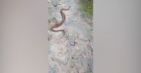 Stonoga kontra wąż. Niewiarygodne nagranie pojedynku