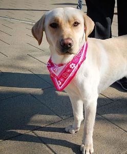 Mięso z ostrymi pułapkami. Ktoś krzywdzi psy na Targówku