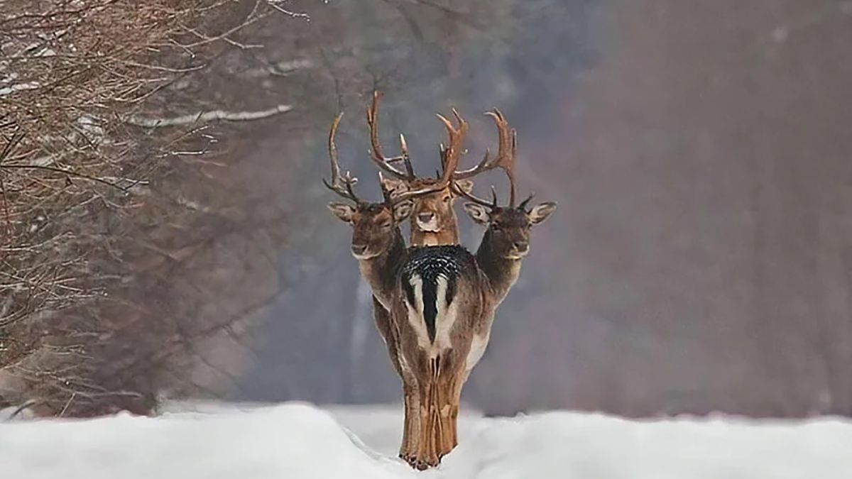 Rogaty Cerber. Fotograf ujął przepiękną iluzję optyczną 1