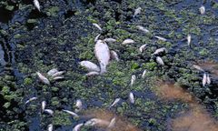 Powiedzieli policji, kto zatruł Odrę. Domagają się miliona zł nagrody