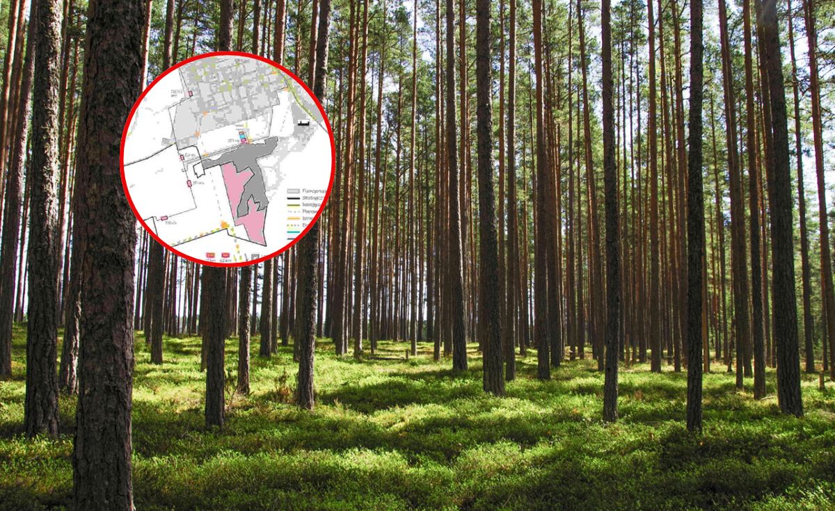 Wycinka lasów w Stalowej Woli wstrzymana