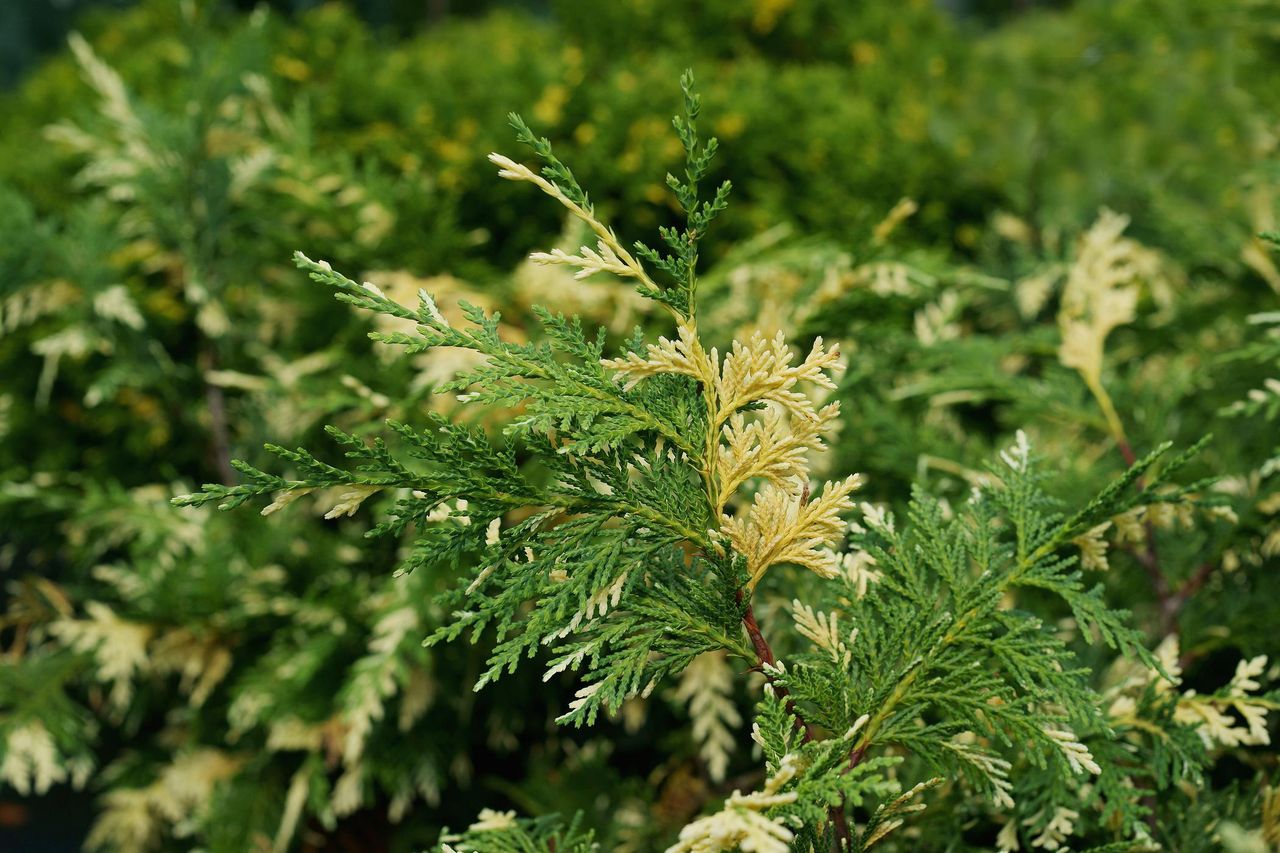 Zapomnij o tui. To złociste drzewko robi furorę w polskich ogrodach