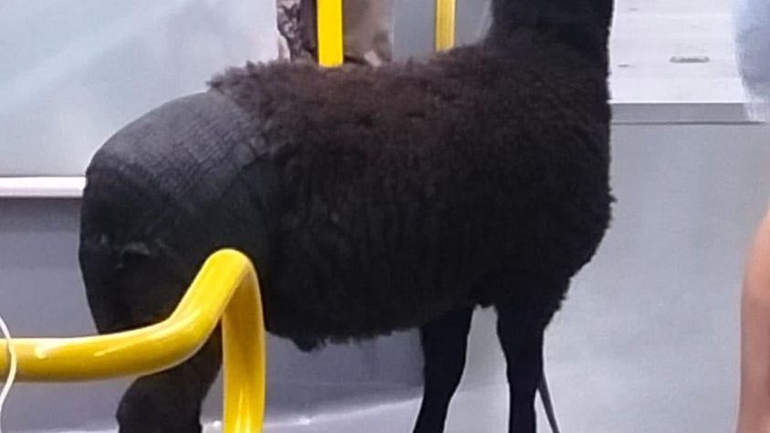 Czarna owca w autobusie. Pasażerowie zaskoczeni