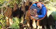 Zebrał aż 200 tych grzybów. Za kilogram suszonych płacą nawet 4 tys. zł