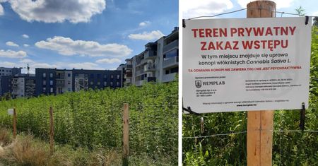 Pole konopi na lubelskim osiedlu. Ludzie niszczą ogrodzenie, żeby się tam dostać