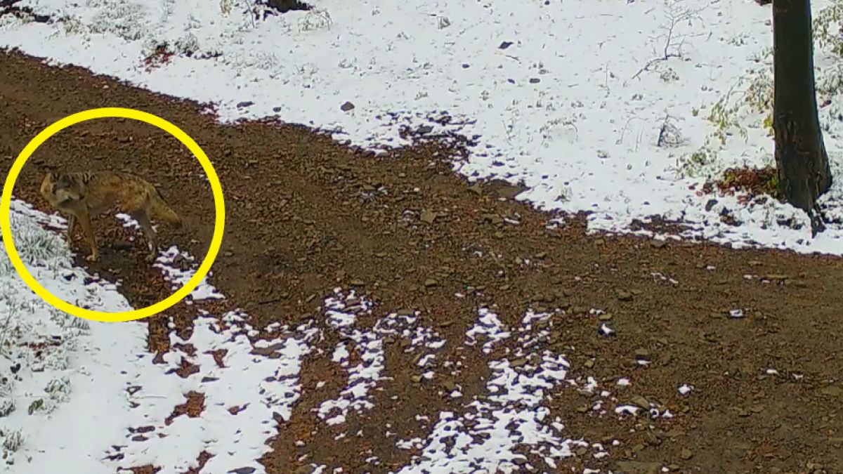 Fotopułapka uchwyciła wilka z trzema łapami