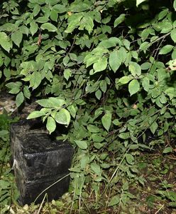 Podlaskie. Przemycali papierosy dronem przez granice. Biznes był wart dziesiątki tysięcy złotych