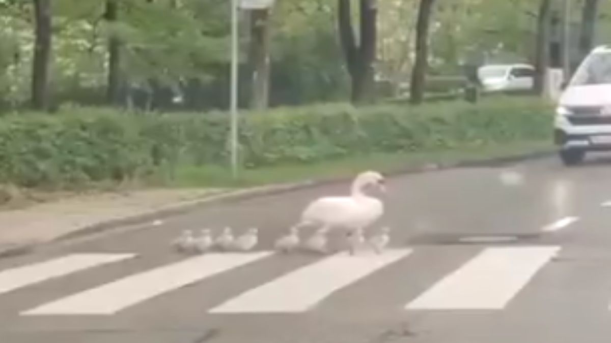 Rodzina łabędzi chciała przedostać się na drugą stronę ulicy. Zachowała się z większą kulturą niż niejeden człowiek