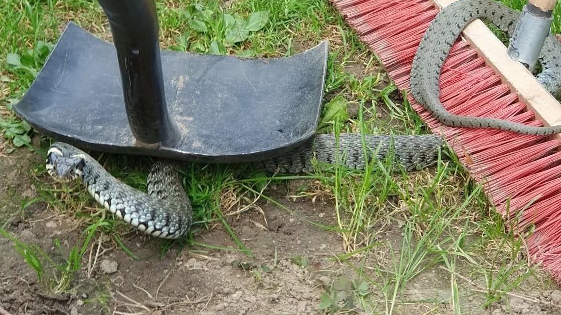 Wąż na działce wzbudził ogromną sensację
